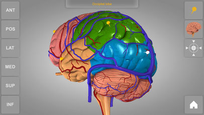Brain - 3D Atlas of A... screenshot1