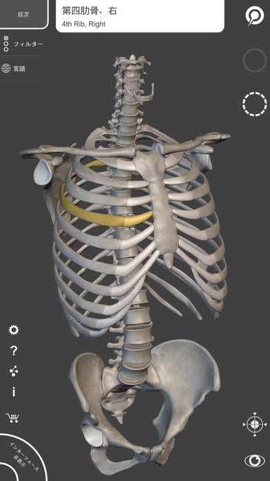 骨格系 - 解剖学3D アトラス – 人体の骨格 screenshot1