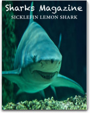 Sharks Magazine