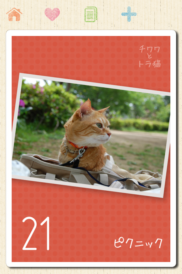 チワワとトラ猫 -凛(リン)と正宗にぃちゃんのほのぼのライフ-