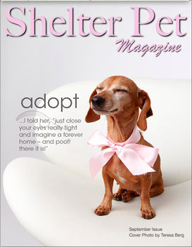 Shelter Pet Magazine LOGO-APP點子