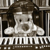 Pat the Dog's Podcast