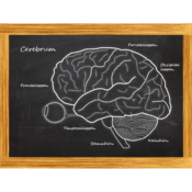 Cerebrum - Das Quiz