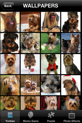 免費下載遊戲APP|Yorkshire Terrier - Yorkies app開箱文|APP開箱王