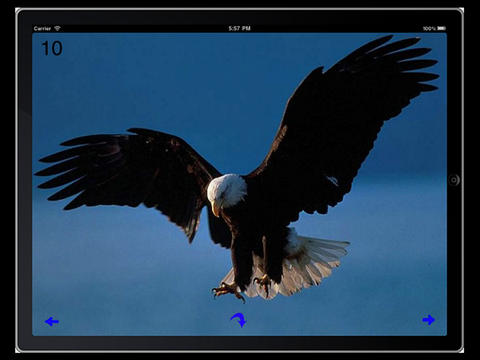 Eagle Wallpapers HD screenshot 2