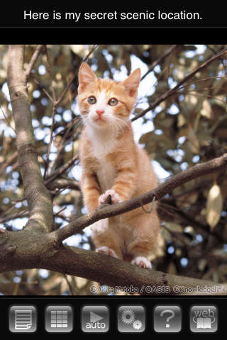 ipiks Love cats 4 -Adorable Kitty-