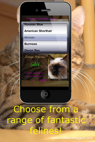 免費下載遊戲APP|Scramble Cats app開箱文|APP開箱王