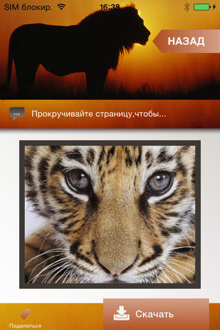 Big Cats ! Lovely lion and tiger pictures for wallpapers and backgrounds screenshot 3