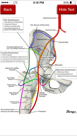 【免費醫療App】Pocket LEA - Lower Extremity Anatomy-APP點子