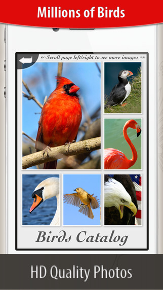 Photos of Birds for iOS 8