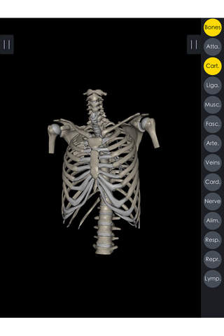 IB Thorax Abdomen - 3D Detailed Anatomy screenshot 4