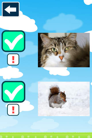 The Cute Contest: Cute Photos of Kittens & More screenshot 3