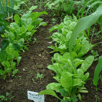 Make Your Own Veg Garden LOGO-APP點子