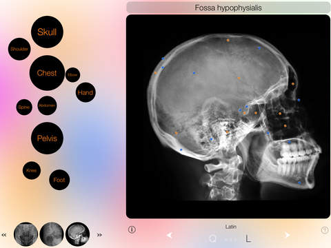 【免費醫療App】Xray Anatomy-APP點子