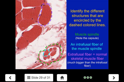 Histology - Musculoskeletal System screenshot 2
