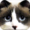 Just Cats - Endless photos of cute cats mobile app icon