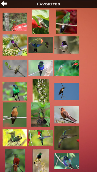 Hummingbirds Species Pro