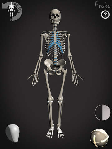 【免費教育App】Skelly - Poseable Anatomy Model for Artists-APP點子