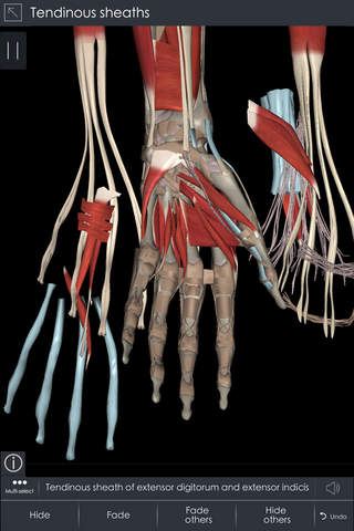 IB Up. Limb - 3D Detailed Anatomy screenshot 2