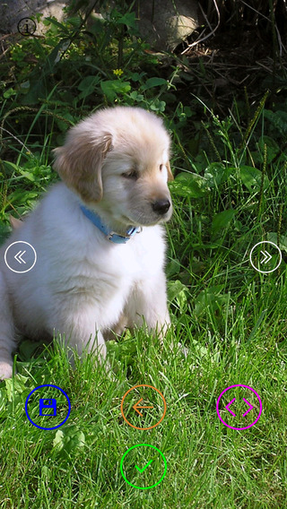 【免費娛樂App】Sweet Puppies - Wallpapers & Slideshow HD-APP點子