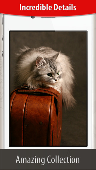 免費下載攝影APP|Cats Photos for iOS 8 app開箱文|APP開箱王