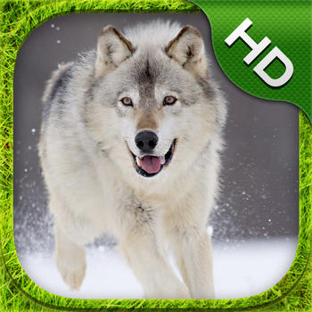 Gray Wolf Simulator - HD LOGO-APP點子