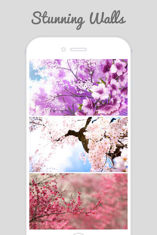 Sakura Wallpapers - Cherry Blossom Flowers screenshot 4