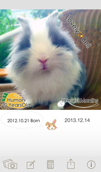 免費下載生活APP|HowOldRabbit? Save pictures calculating the age of the pet Rabbit. app開箱文|APP開箱王