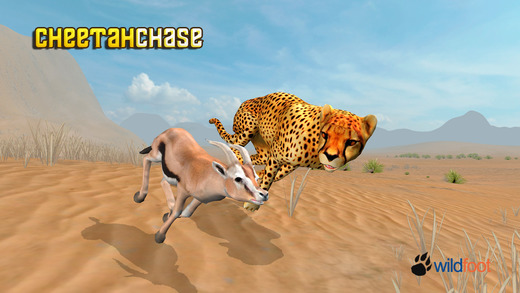 Cheetah Chase