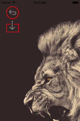 Best HD Lion Art Wallpapers for iOS 8 Backgrounds: Wild Animal Theme Pictures Collection screenshot 2