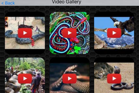 Snake Photos & Videos Premium screenshot 2