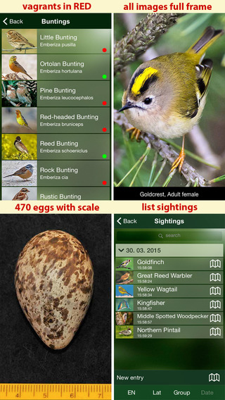 【免費書籍App】All Birds Netherlands - A Complete Field Guide to the Official List of Bird Species Recorded in the Netherlands-APP點子