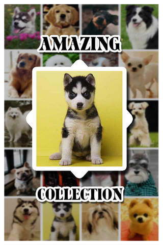 Dog Catalog HD Pro - Photo Gallery & Wallpapers of Dog Breads FREE screenshot 3