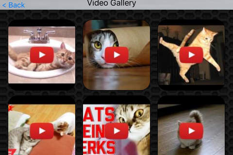 Cat Video Collection Premium screenshot 2