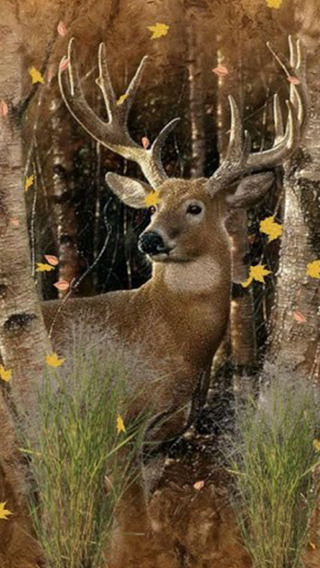 【免費生活App】Deer Hunting Wallpapers - Best Collection Of Deer Wallpapers-APP點子