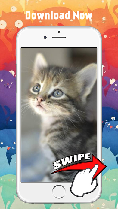 Cute Kitten Cat Wallpapers & Backgrounds screenshot 4