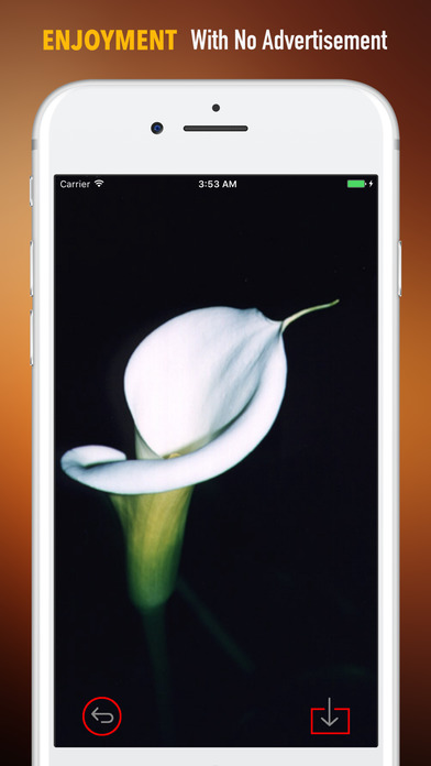 Calla Flower Wallpapers HD- Quotes and Art screenshot 2