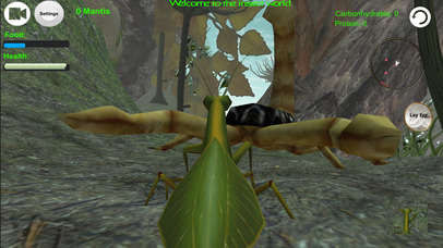 Praying Mantis Simulator 3D screenshot 2