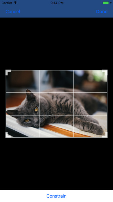 Kitty Cat Wallpapers 4K HD screenshot 3