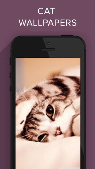 Funny Cat Images HD screenshot 4