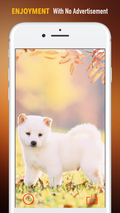Shiba Inu Wallpapers HD-Quotes and Art Pictures screenshot 2