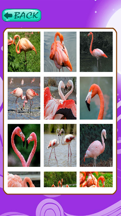 Flamingo Jigsaw Puzzles For Kids Educational screenshot 2