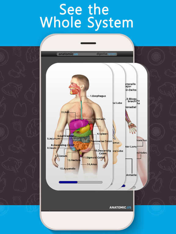 Anatomy Game Anatomicus для iPad