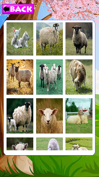 Farm Jigsaw Puzzles Sheep Education screenshot 2