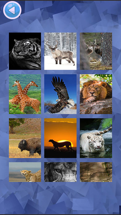 Wild Animals Jigsaw Puzzles Brain Challenge screenshot 3