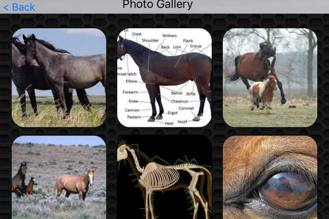 Horse Photos & Video Galleries FREE screenshot 4