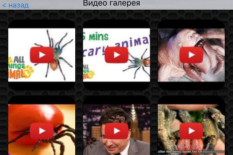 Spider Photos & Video Galleries FREE screenshot 2
