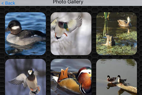Duck Photos & Video Galleries FREE screenshot 4