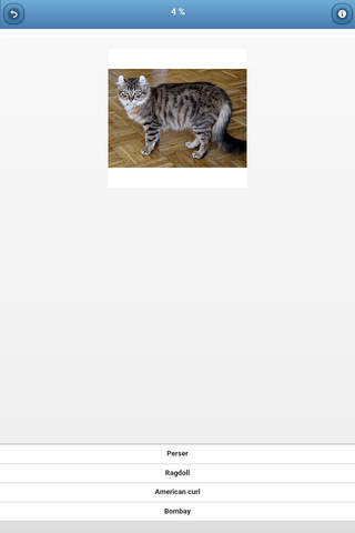 Cat breeds - quiz screenshot 2