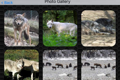 Wolf Video and Photo Galleries FREE screenshot 4